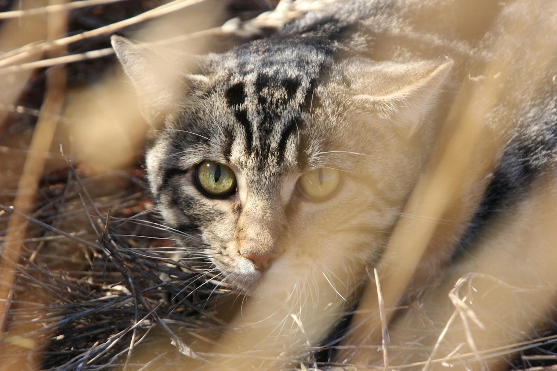 Animal control feral store cats