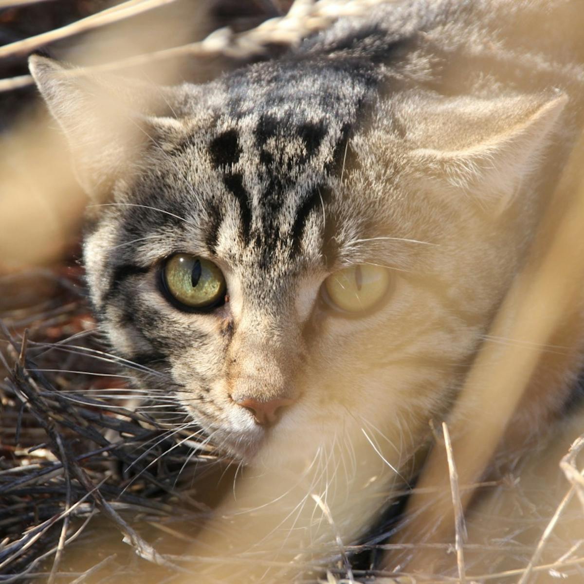 Ferals, strays, pets: how to control the cats that are eating our wildlife