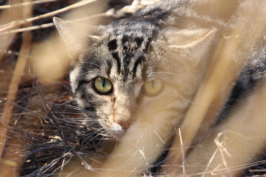 It's official: Cats are killers, Science