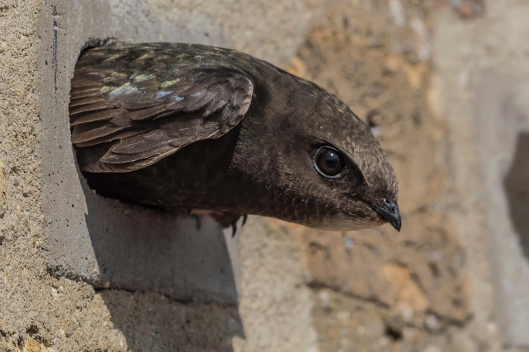 close up of swift bird with head popping out of hole in brick wall