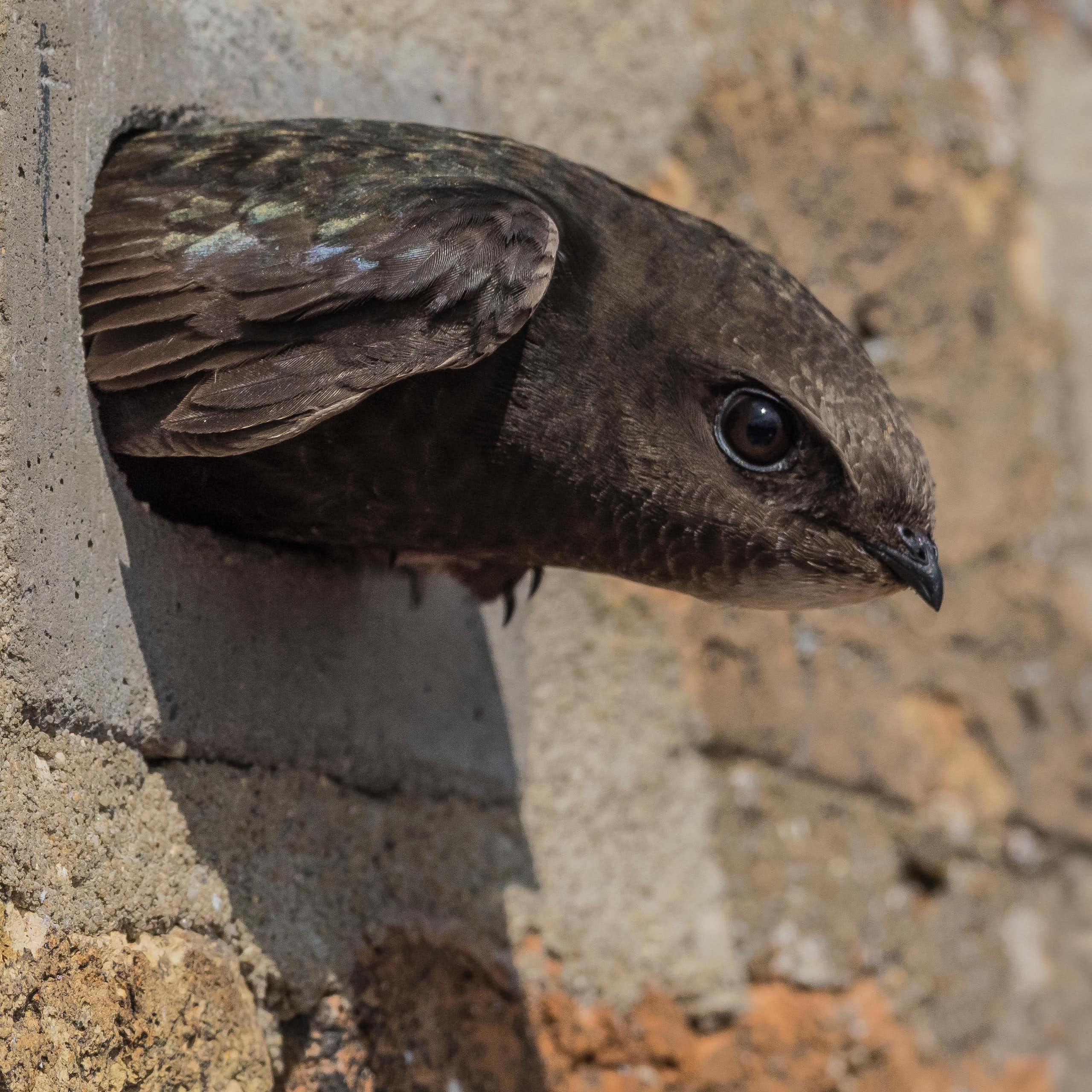 close up of swift bird with head popping out of hole in brick wall