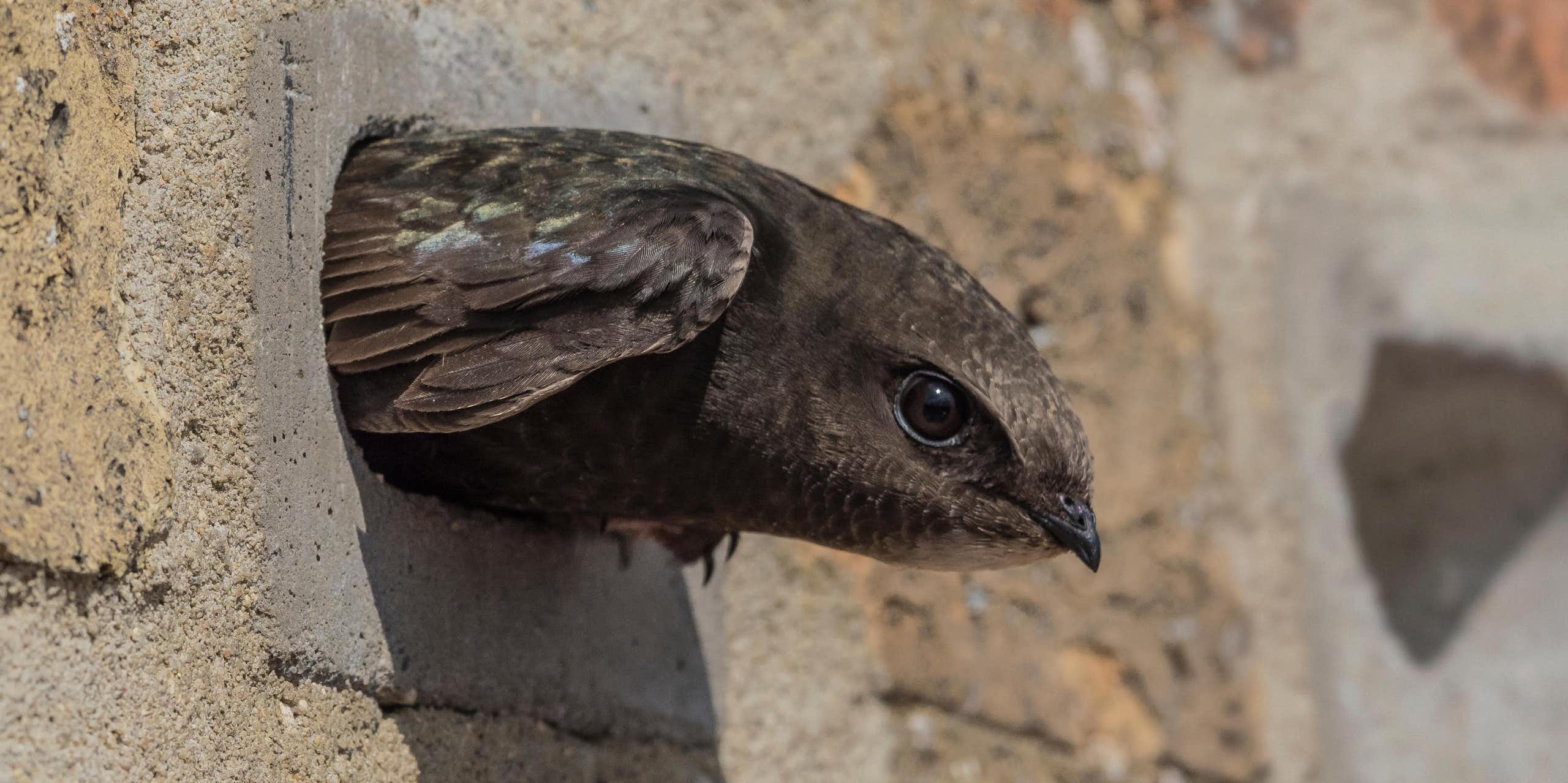 close up of swift bird with head popping out of hole in brick wall