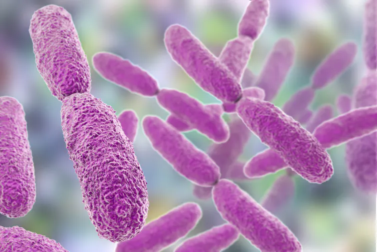 A digital rendering of how Klebsiella pneumoniae would look under a microscope.