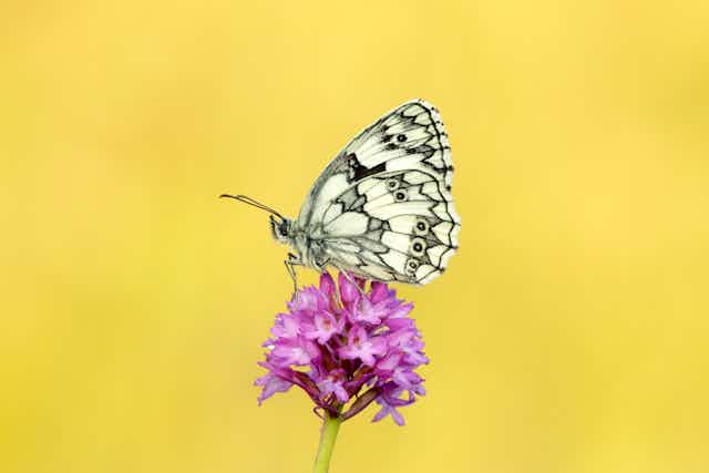 yellow background, white and black butterfly wings closed sat on pink flower