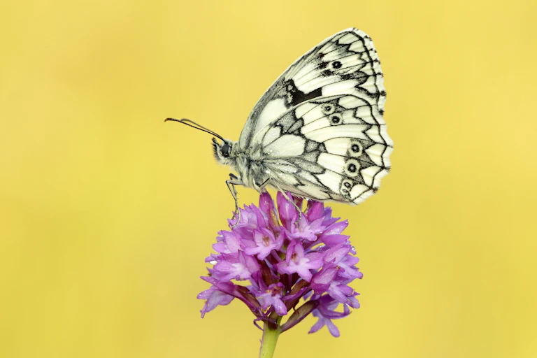 yellow background, white and black butterfly wings closed sat on pink flower