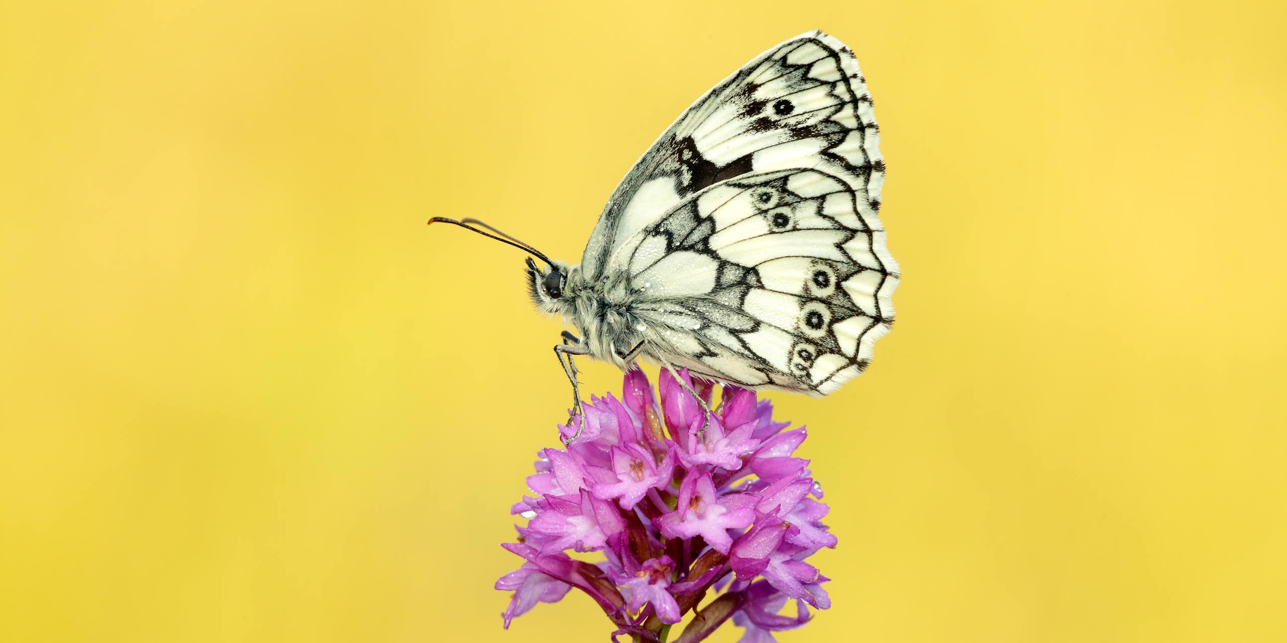 yellow background, white and black butterfly wings closed sat on pink flower