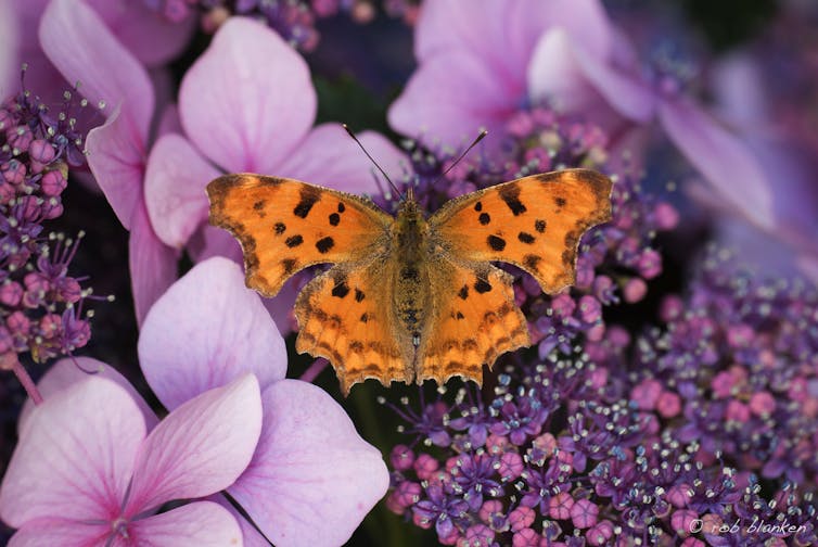 pink flowers fill the frame, small orange and brown butterfly on top, wings open