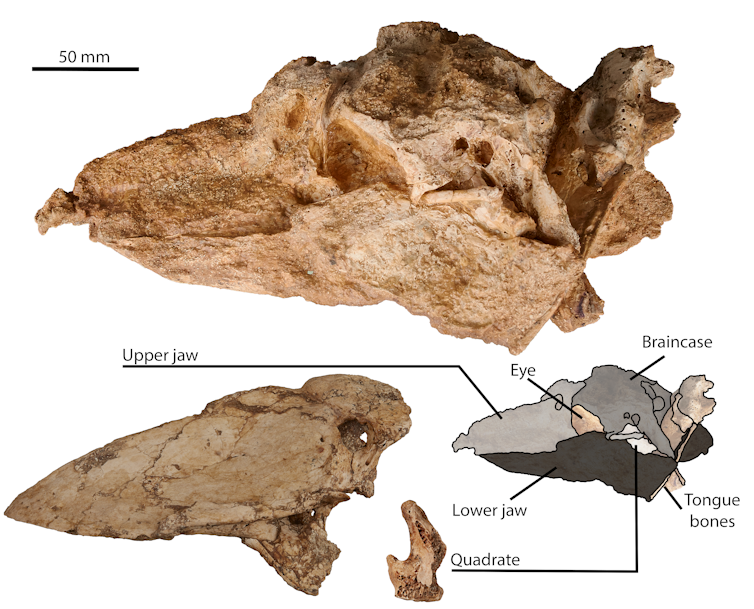 Photo of several pieces of fossil skull and a diagram showing how they fit together.