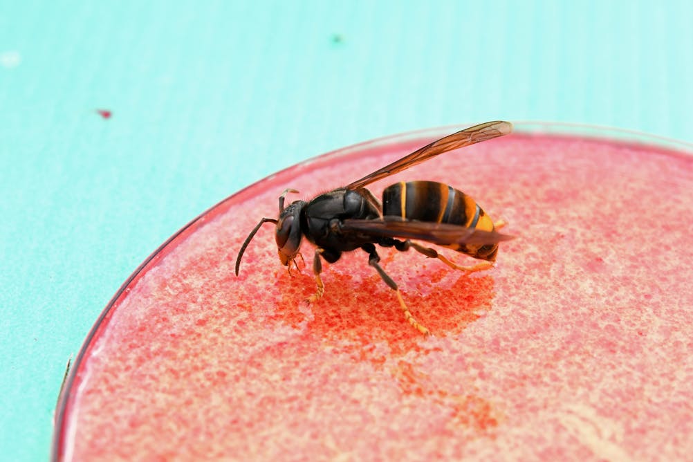 Limiting Asian Hornet Invasions with AI Early Warning System