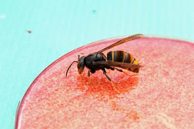 blue background, red section of circle with big hornet on red surface feeding