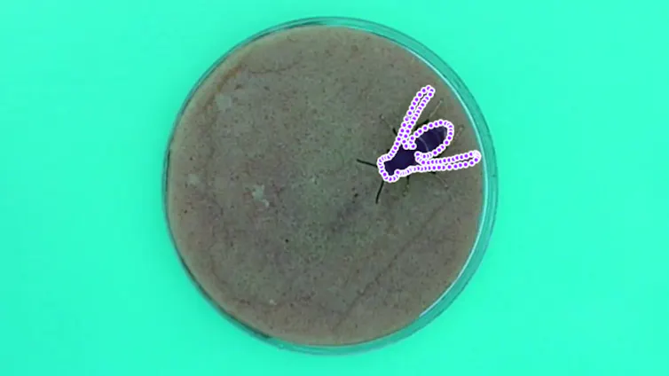 Green background, grey circle in centre, wasp shape with digital purple line around edge of wasp