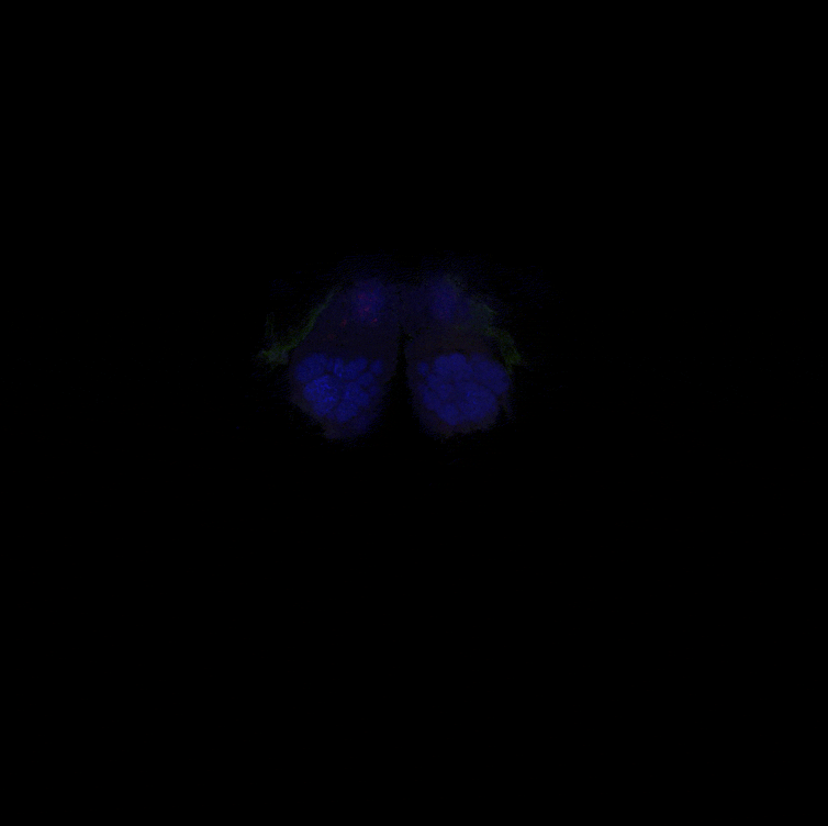 GIF of a black square gradually revealing flickering fields of green and red, surrounded and then swallowed by dark blue in a roughly oblong shape