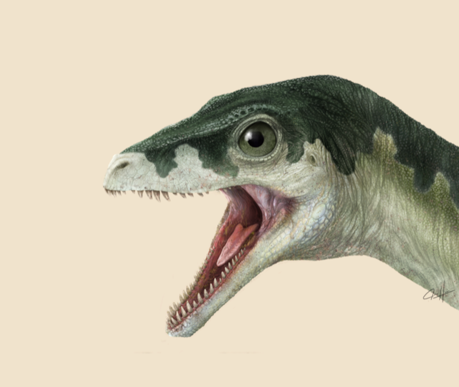 Hình minh họa đầu khủng long với hàm răng nhỏ, sắc nhọn.