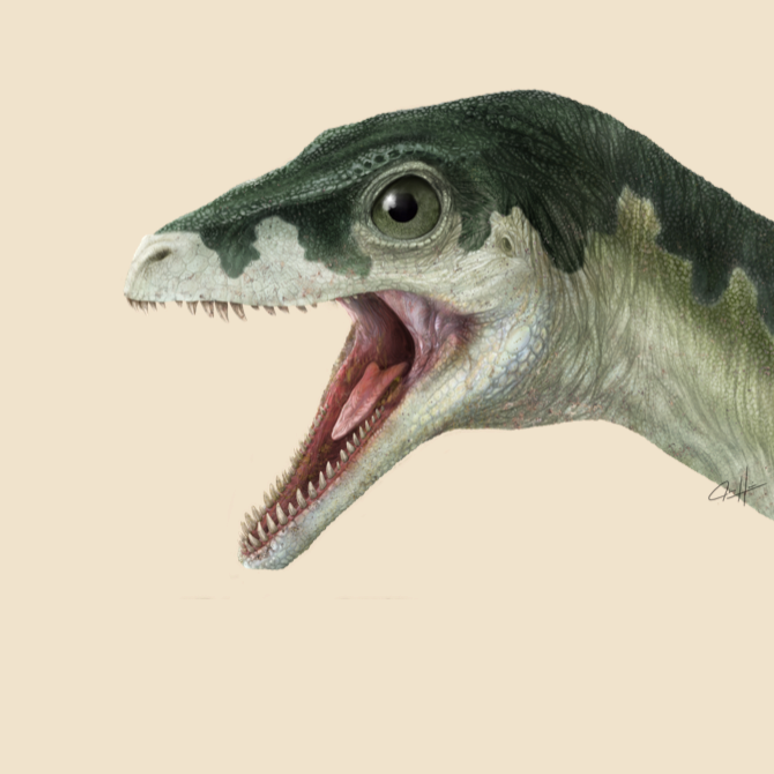 Illustration of a dinosaur head with small, sharp-looking teeth.