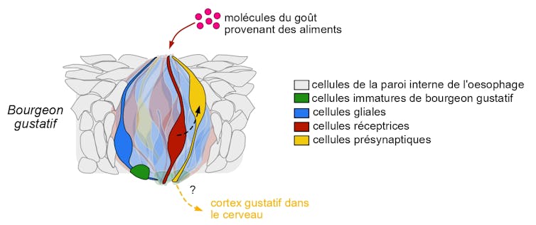 Le bourgeon est une petite boule composée de cellules gliales (représentées en bleu), de cellules réceptrices (en rouge) et de cellules pré-synaptiques (en jaune)