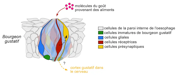 O botão é uma pequena bola composta de células gliais (mostradas em azul), células receptoras (em vermelho) e células pré-sinápticas (em amarelo)