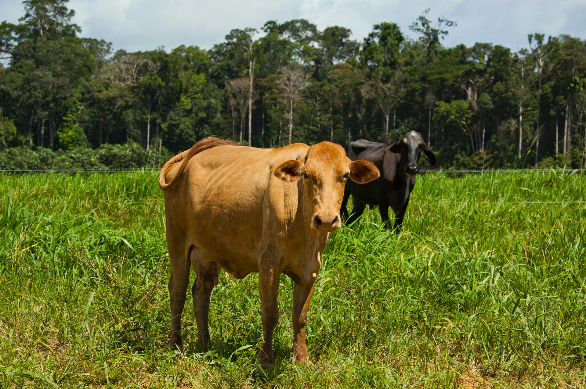 Photos de deux vaches dans un pré en lisière de forêt tropicale
