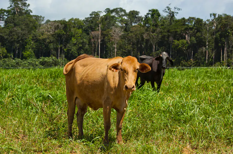 Photos de deux vaches dans un pré en lisière de forêt tropicale