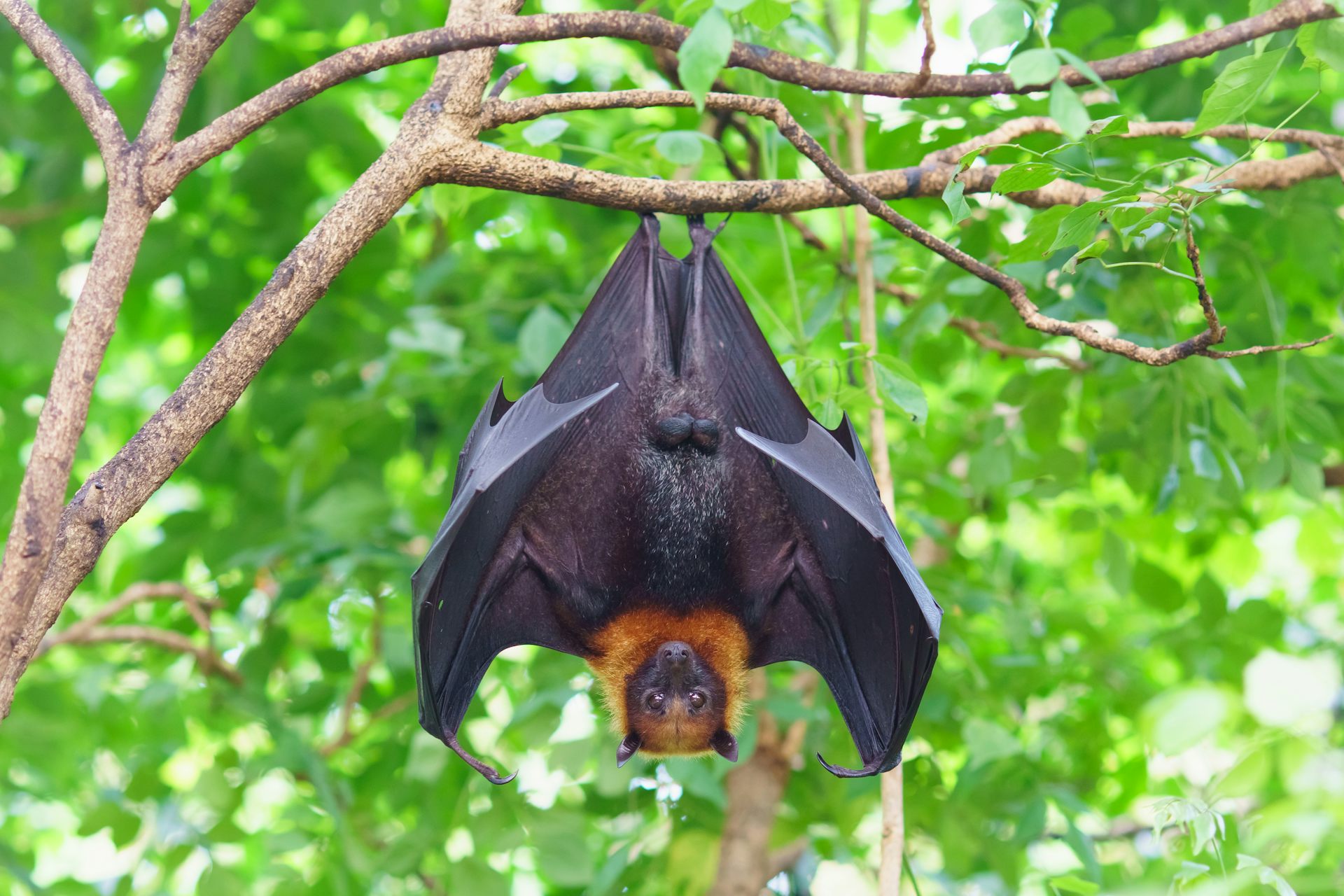 Photo d’une chauve-souris suspendue à une branche