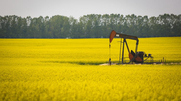A pumpjack in a field of bright yellow canola.
