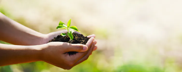 child's hands holding soil and seedling, green blurry background