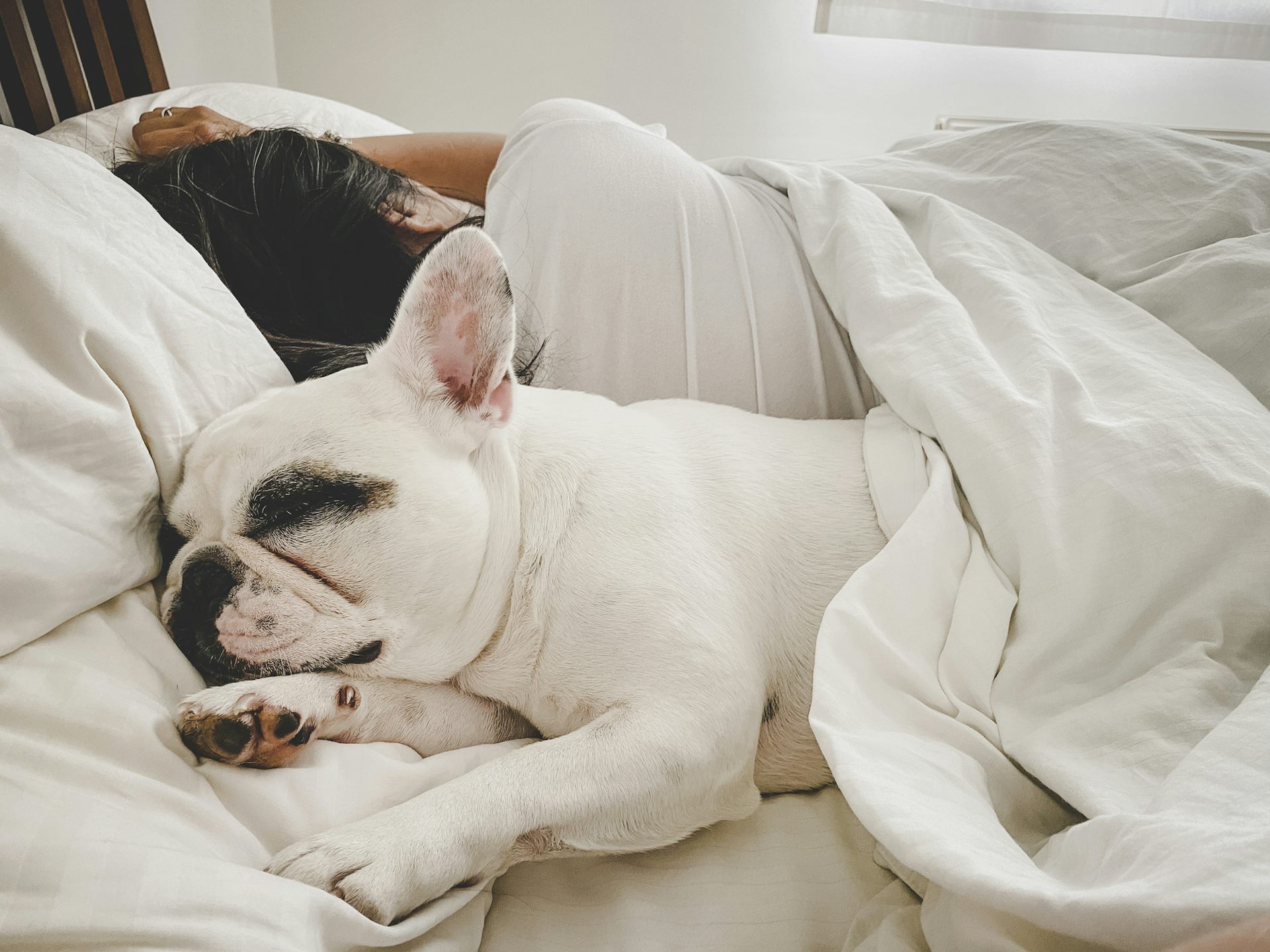 How to stop dogs sleeping on your bed best sale