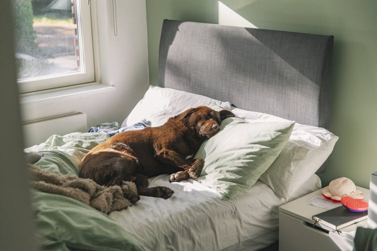 Perro Labrador chocolate durmiendo en la cama del dueño, la luz del sol entrando a través de la ventana