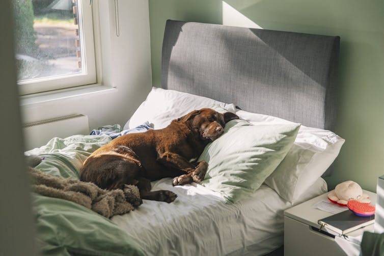 Chocolate labrador dog sleeping on owner's bed, sunlight streaming in through window.