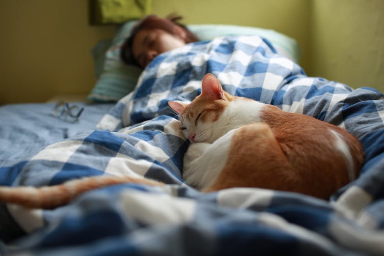 Orange and white cat sleeping against the covered legs of their owner sleeping in bed