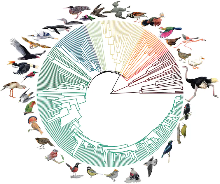 Uma 'árvore da vida' circular mostrando as relações de ramificação de diferentes espécies de aves, com os principais grupos mostrados em cores diferentes e ilustrados com pinturas de aves específicas.