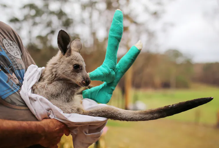 An orphaned eastern grey kangaroo joey with bandaged feet is held by a carer