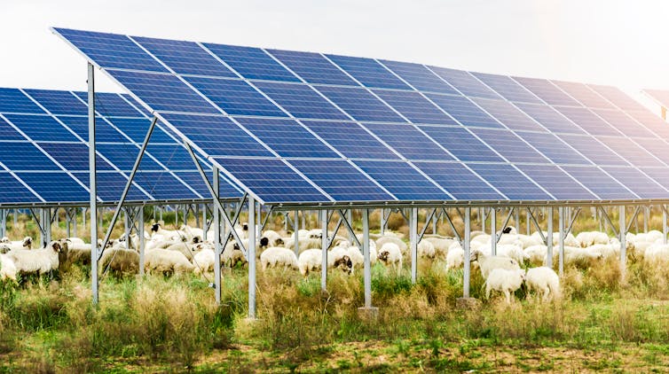 sheep grazing underneath solar