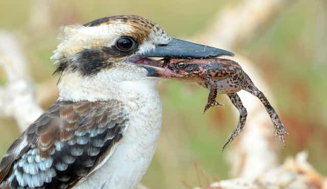 kookaburra holding cane toad in its mouth