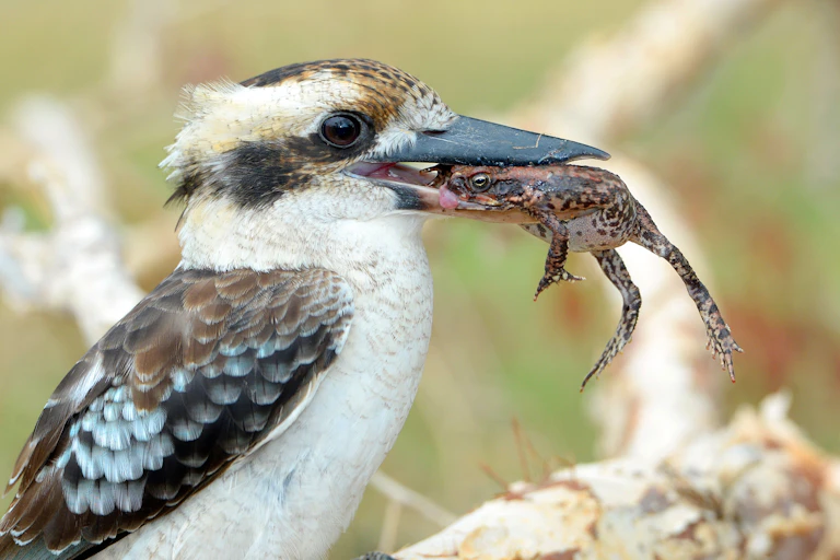kookaburra holding cane toad in its mouth