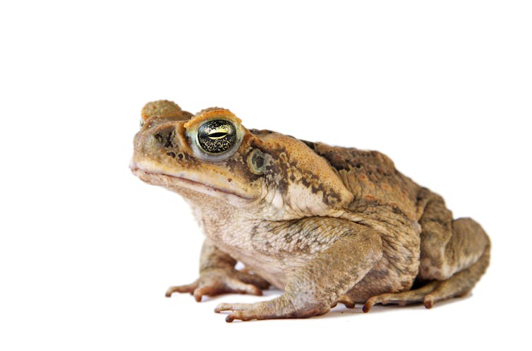 We can’t eradicate deadly cane toads – but there’s a way to stop them killing wildlife