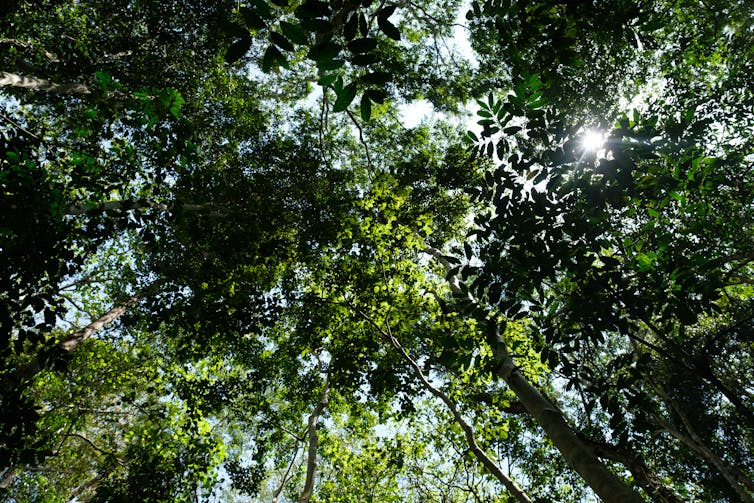 Small patches of blue sky are seen through a towering canopy of lush green trees