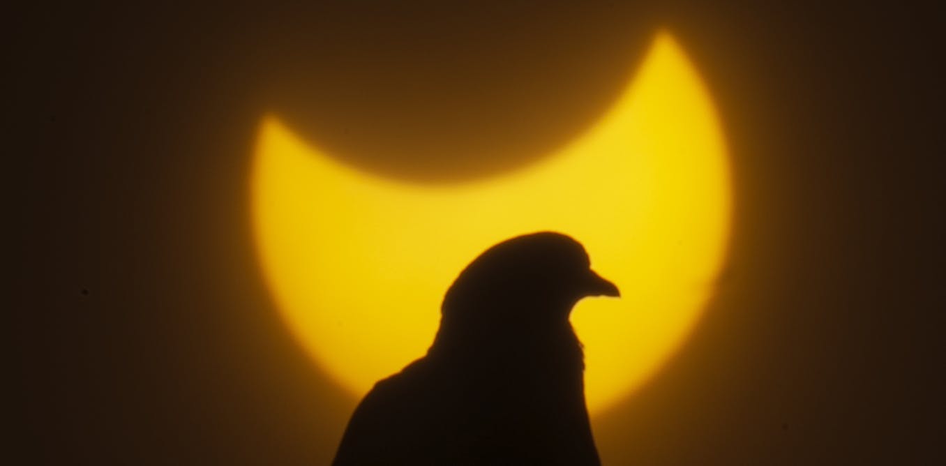 During the 2024 eclipse, biologists like us want to find out how birds will respond to darkness in the middle of the day