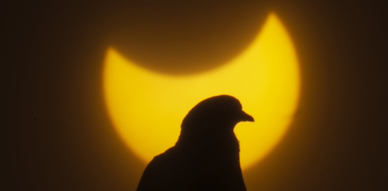 During the 2024 eclipse, biologists like us want to find out how birds will respond to darkness in the middle of the day