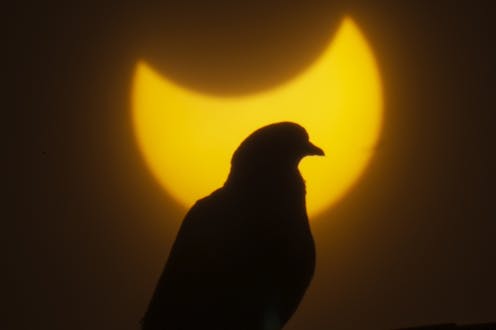 During the 2024 eclipse, biologists like us want to find out how birds will respond to darkness in the middle of the day