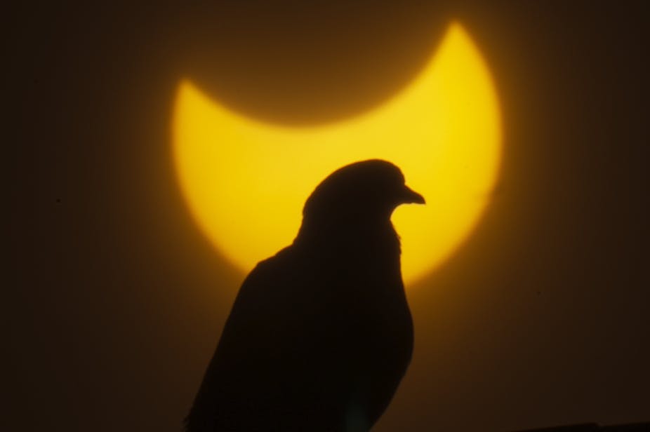 The silhouette of a sitting bird against a partially blocked Sun