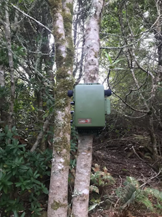 A green box strapped to a tree in the woods.