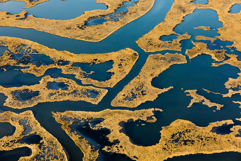 Areas of golden grasses broken up by water. Lines where canals once went through are evident.