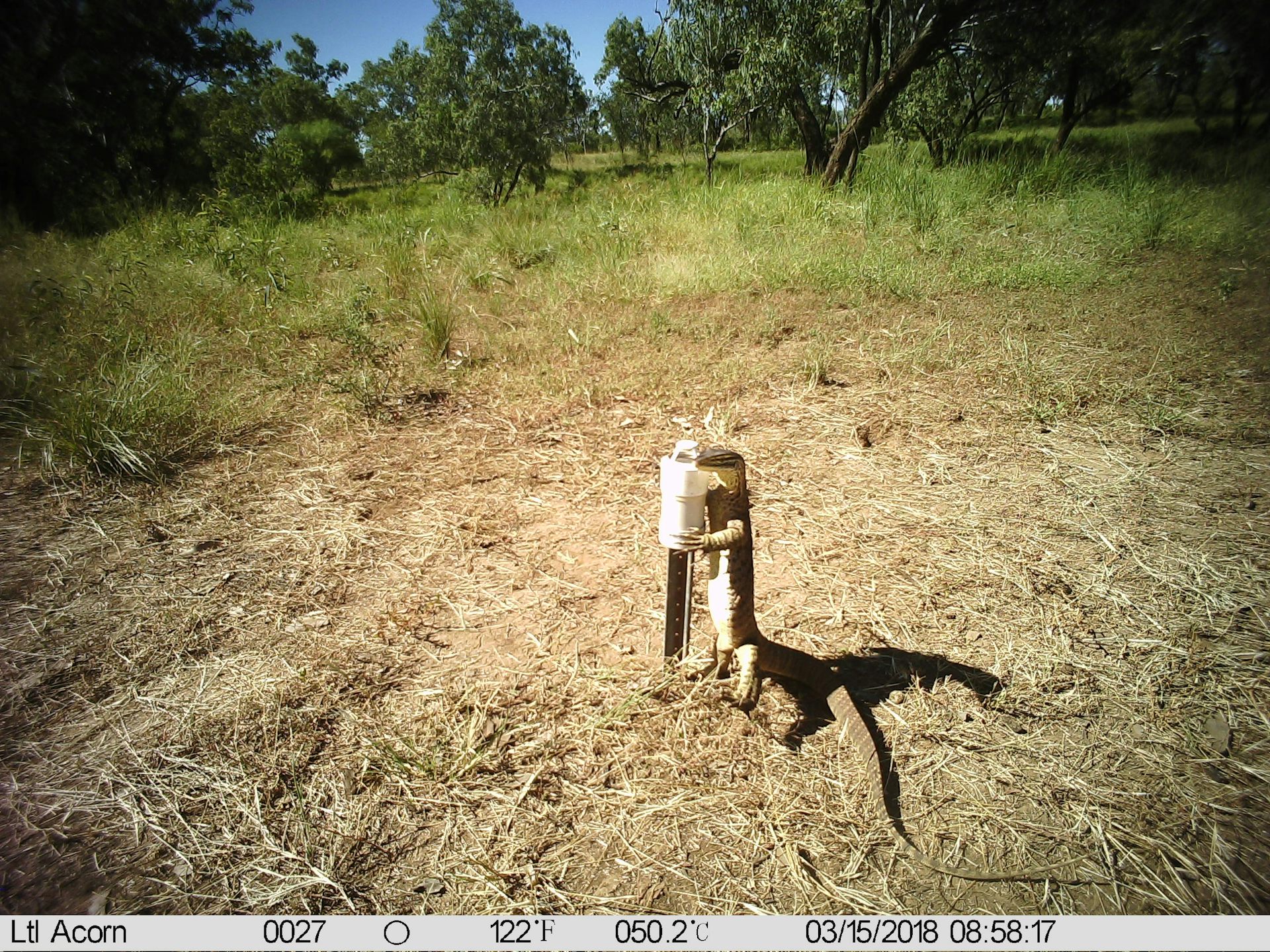 a yellow lizard inspecting a bait