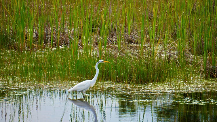 A large white bird wanders through water at the edge of grasses.
