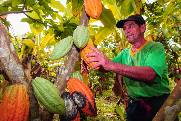 A view of the cocoa growers from Naranjillo cooperative in rainforest nearby Tingo Maria in Peru,