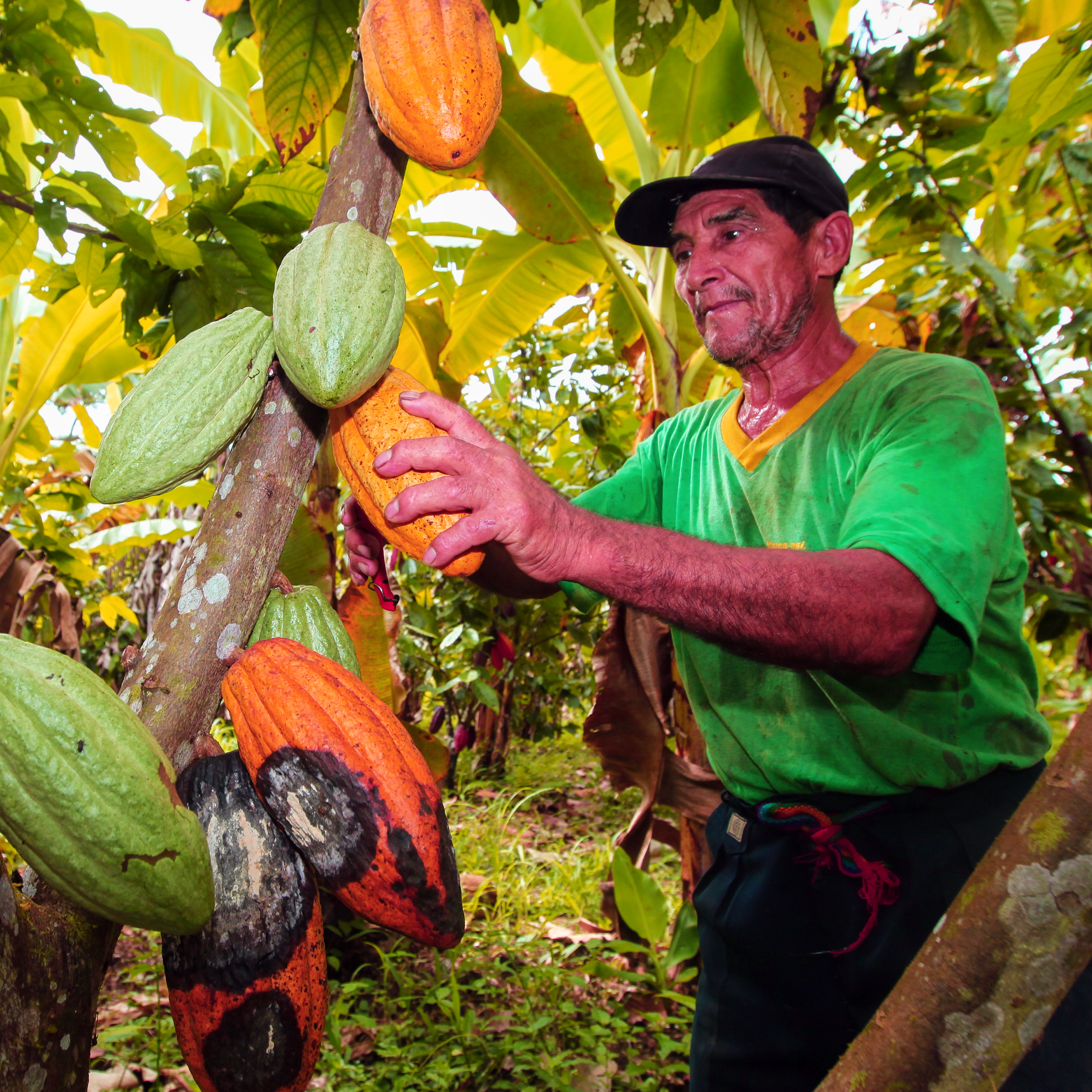  A view of the cocoa growers from Naranjillo cooperative in rainforest nearby Tingo Maria in Peru,