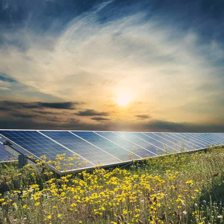 solar panels and wildflowers