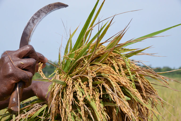 Hands holding a bunch of rice plants and a curved blade