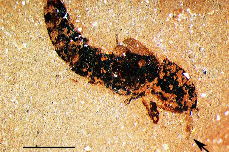 The fossilised imprint of a beetle with a thick thorax and tail and a long thin apparatus protruding from its mouth