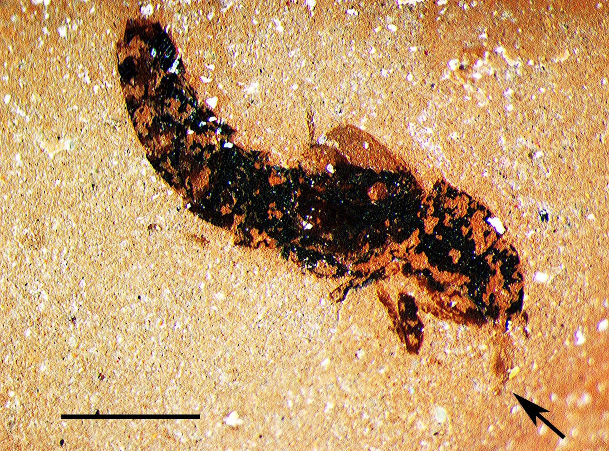 The fossilised imprint of a beetle with a thick thorax and tail and a long thin apparatus protruding from its mouth